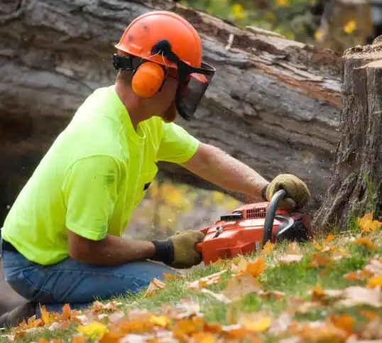 tree services Kearny